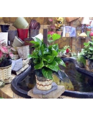 Philodendron pole plant